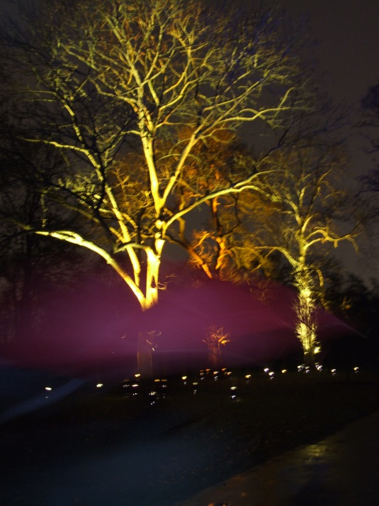 Red umbrella walks past an illumintaed Oak tree at Kew Gardens