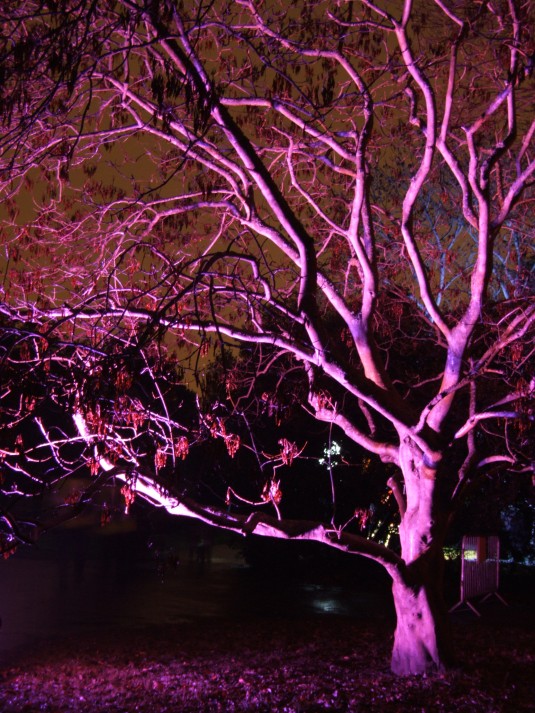 Amazing tree illuminated in purple at Kew Gardens
